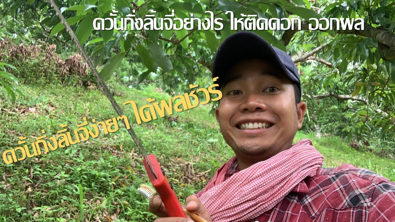 การควั้นกิ่งลิ้นจี่ : เกษตรไทยวัยทีน