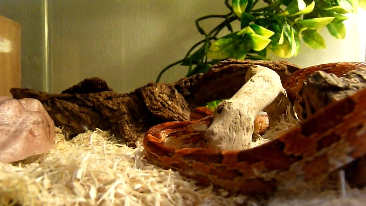camera iphone 8 plus apk Corn Snake - FZ38 - HD