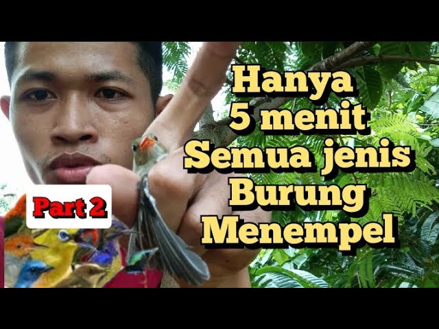 Cara mudah Pikat burung di belakang rumah class=