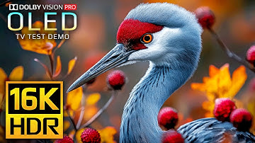 The Clarity 16K HDR 120 fps Video - Dolby Vision (8K Video)