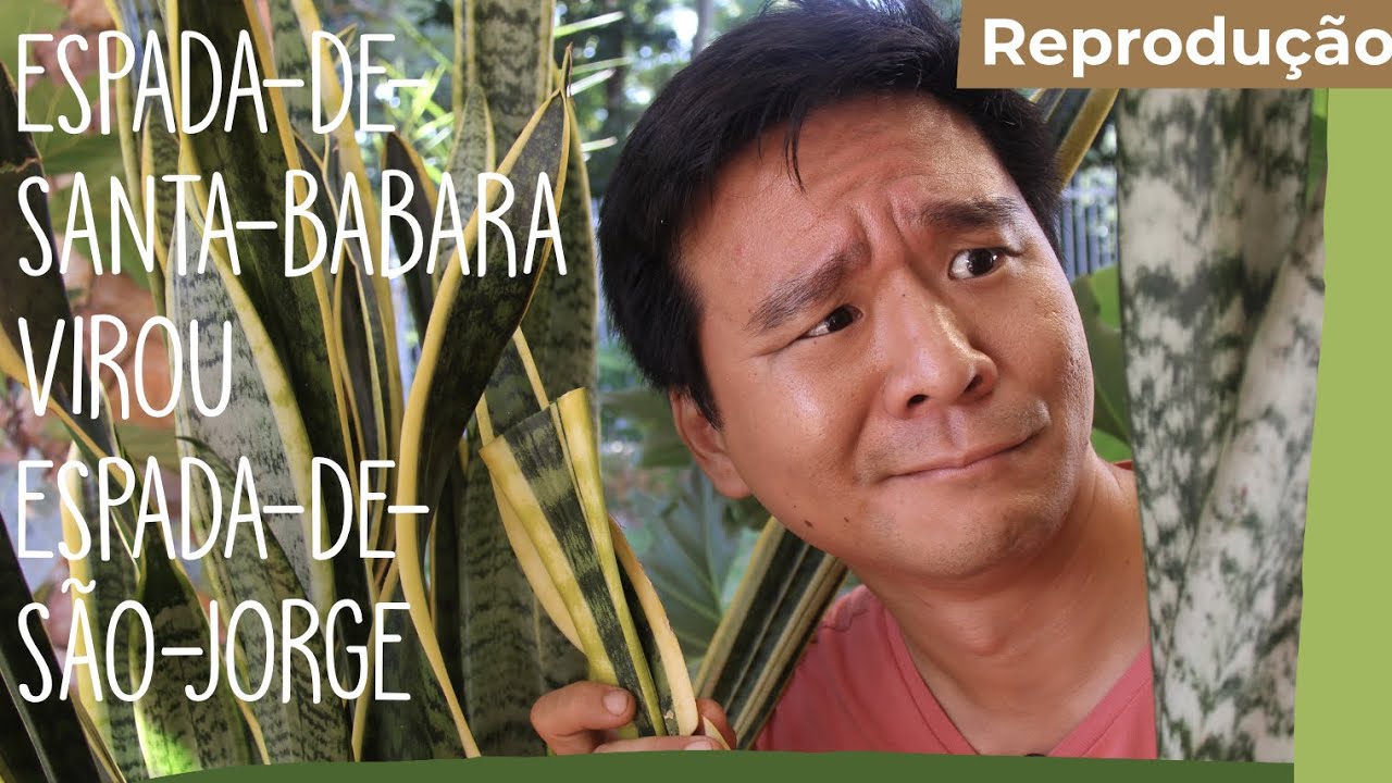 Com uma folha de Espada de Santa Bárbara, fiz várias Espadas de São Jorge!