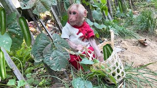 Bibi Discovered a Cucumber Garden and Harvest!