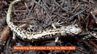Wandering Salamander: Facts You Won't Believe!