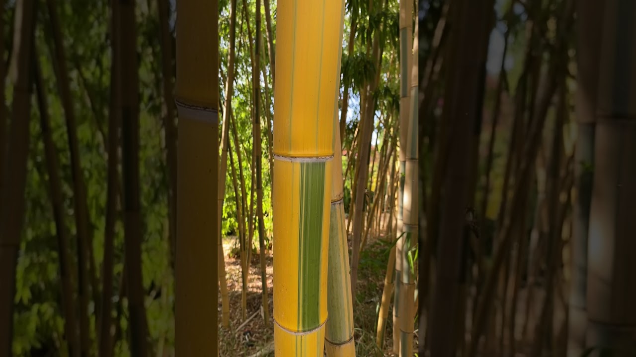 绿纹竹 Phyllostachys vivax forma viridivittata green striped Chinese timber bamboo shorts 6