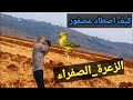 كيف اصطاد الزعرة الصفراء 2022 