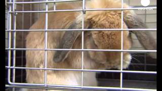 Celebrity The tiger is dead, long live... the rabbit Profile