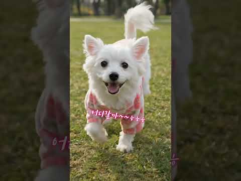 걷다가… 갑자기 뛰는 쪼이 💨  이럴 때 옷이 불편하면 바로 티가 나죠. #cute #강아지겨울 #puppy #animals