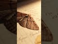 The First Computer Bug Was A Real Bug #weirdtech