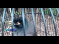 Pancingan Jalak Nias Betina Gacor Mp3 - Mp4 Download