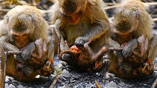 Cute Monkey Moments, Lovely Tiny Young Mommy Monkey's Care Naturally screenshot 5