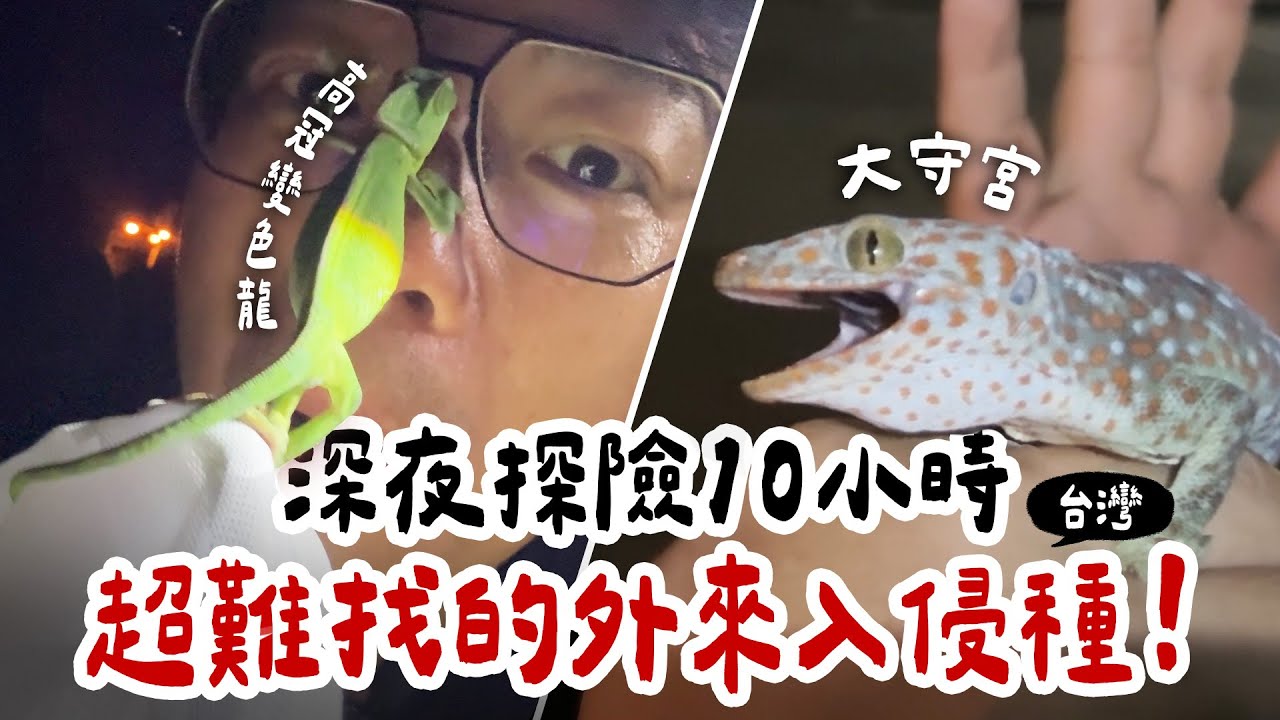 大守宮超難找！整晚找不到一隻？台灣半夜可以看到什麼外來入侵種？帶你進入深夜叢林探險10小時！ | 蝌蚪老師與三桃