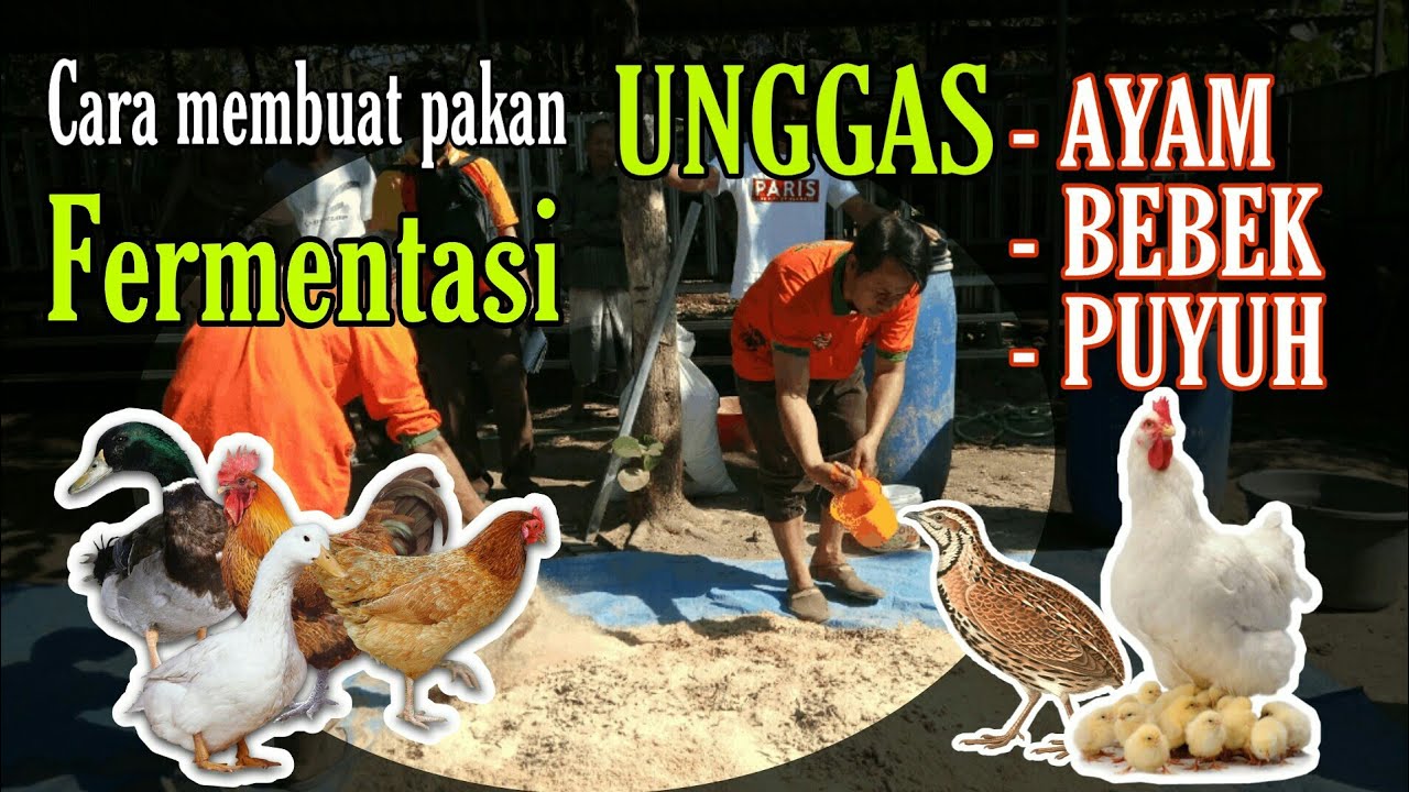 Cara membuat pakan fermentasi untuk ternak unggas, Ayam, Bebek, Puyuh