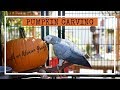 Pumpkin Carving with an African Grey