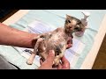 汚れが酷い保護子猫をお風呂へ