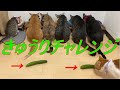 きゅうりをおいてビックリさせたい！　　　I want to surprise you with the cucumbers!