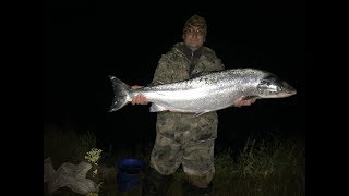 Ловля семги на севере. Рыбалка сетями / Fishing for salmon