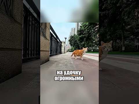 Рыжий кот — рыбалов 🐈🐟 #милыеживотные #животные