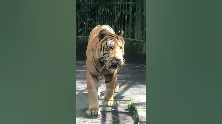 When TIGER hear us and COMES toward us - Scary ANIMALS
