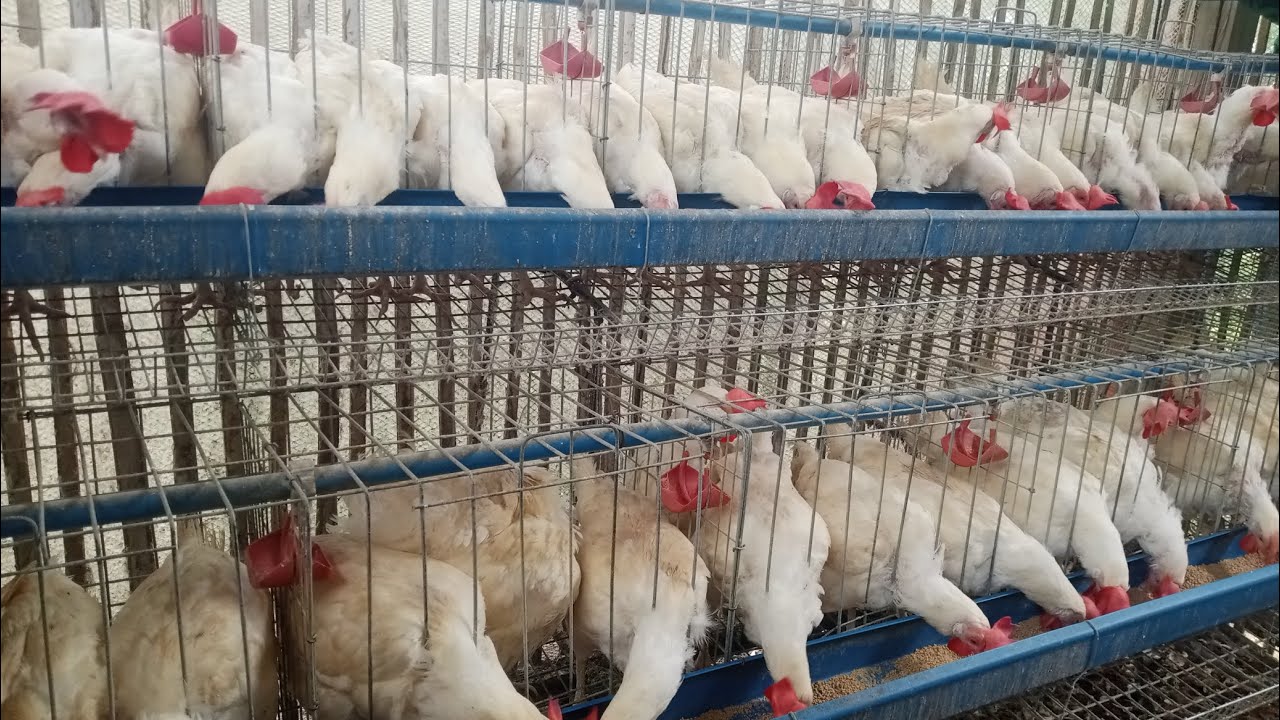 INTEGRATED FARM: MANUKAN, VEGETABLES and SWINE: