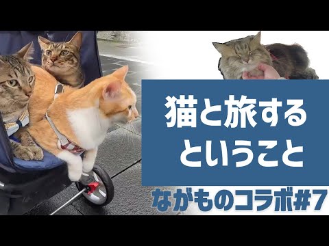 猫旅コラボ 猫と旅はできるのか 猫と旅するメリットと危険性を徹底解説 ながもの猫三兄弟コラボ最終回 Youtube