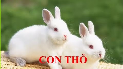 Tiếng kêu và hình ảnh các con vật nuôi trong gia đình//  Phát triển tư duy cho trẻ  1