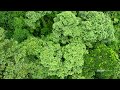 Visual Soundscapes - Jungles | Planet Earth II | BBC America