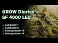 [Grow Journal#16] Complete Indoor Cannabis Grow Diary Under SF4000 LED