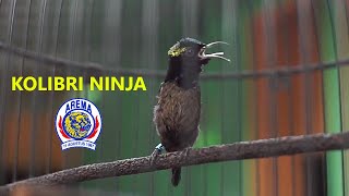 Kolibri ninja dada coklat gacor