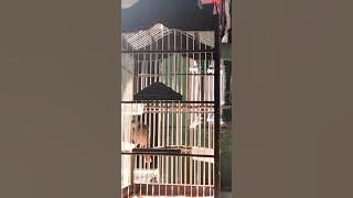 Sikatan londo betina birahi