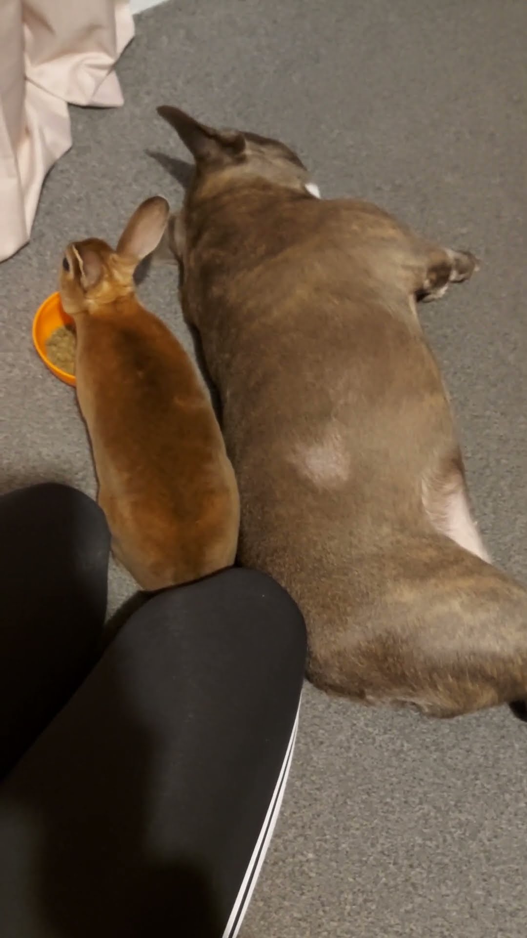 Bunny Bonks French Bulldog || ViralHog