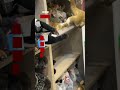Pillan a una zarigüeya real en un estante de peluches de animales