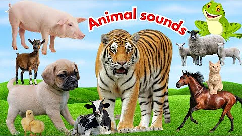 Animal Sounds For Children (20 Amazing Animals)