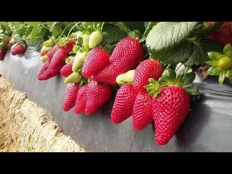 Video: Cómo Cultivar Fresas En Invernadero