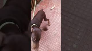 Brazer a dobermanpincher