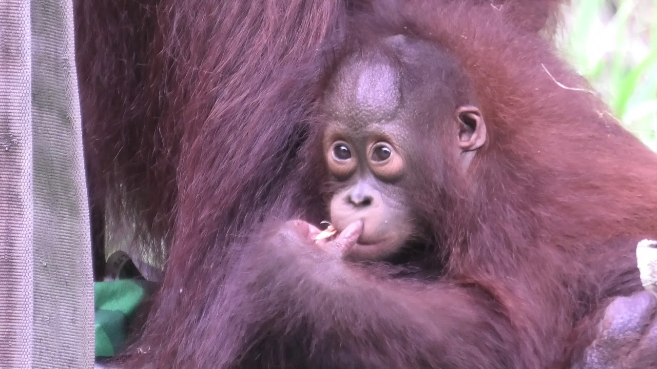 母キキ家族の好物はかた いヤシの実 多摩動物公園 ボルネオ 母キキ家族の好物はかた いヤシの実 多摩動物公園 ボルネオ