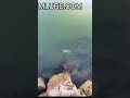 Mlure fishing lure real testing
