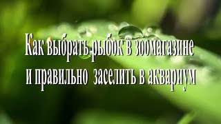 Как выбрать рыбок в зоомагазине и правильно заселить в аквариум