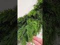 Raz 28" or 36" Fresh Green Real Feel Cedar Christmas Wreath
