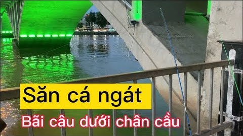 FISHING - CÂU CÁ Ở CHÂN CẦU BẾN TRE / SĂN CÁ NGÁT