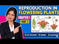 Class 12th Biology Chapter 1 Reproduction in Flowering Plant Part 2 #neet #biology #ncert 