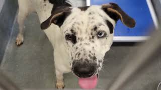 acs A684195