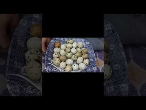 Brown & White Quail Eggs 🥚 #QuailEggs #KidsFun #EggCounting