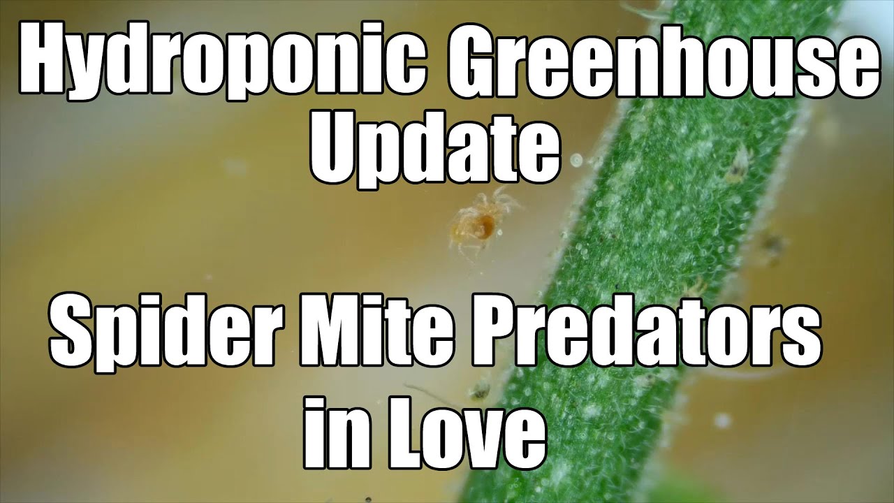 Hyroponic Greenhouse Update - 16th August 2015 - Spider Mite Predators in Love