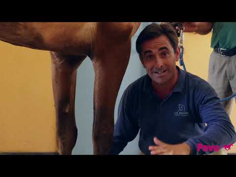 Video: ¿Cómo saber de qué pata cojea un caballo?