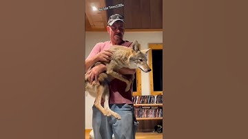 Free Forest Puppy!🐺 #weavethecoyote #cute #animals #animal #nature #wildlife #friends #love #life
