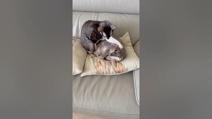 Video 11426161: don sphynx cats, cornish rex cat, cat cute love