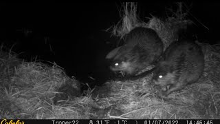 A beaver farts at a castor mound on camera! 😂 #mountainmen #historychannel #beavertrapping #offgrid