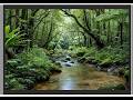 ASMR Calm Forest Stream 🌿 Gentle Water Flow & Jungle Ambience | Relaxing Nature Sounds
