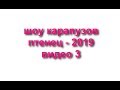 Шоу карапузов - 2019. Карапуз-шоу - 2019. Видео 3 (6).