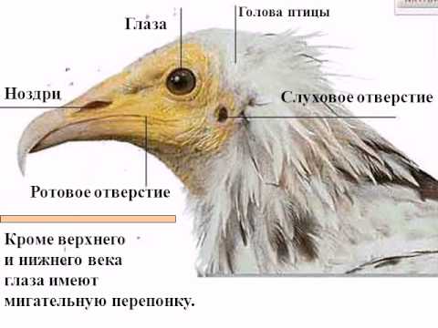 птицы строение картинки смотреть
